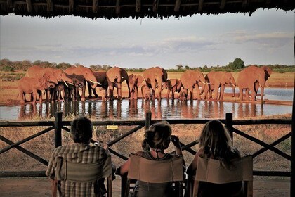 safari kenya 